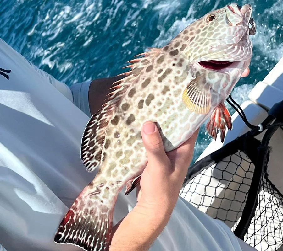 Puerto Rico Yellowfin Grouper Fishing Charters