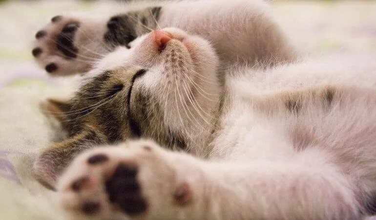 5 Tips for Getting a Good Night's Sleep