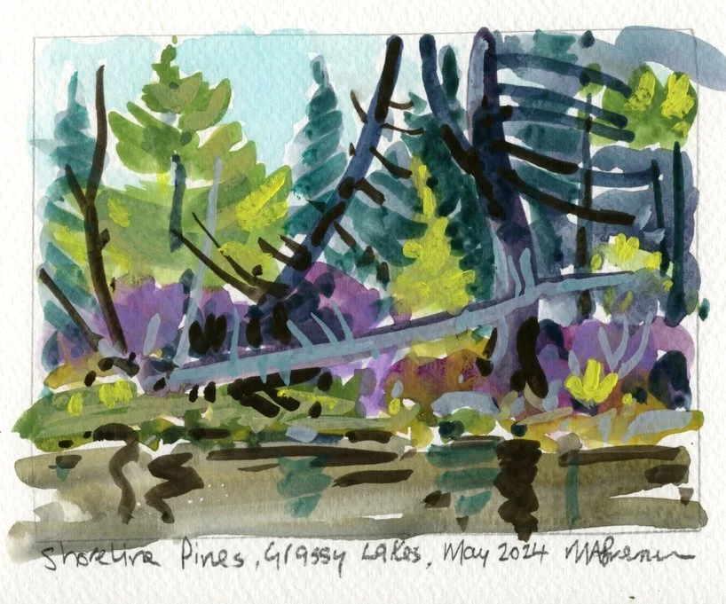 Shoreline Pines, Grassy Lakes, Guache 11.5x15cm Mark Brennan.jpg