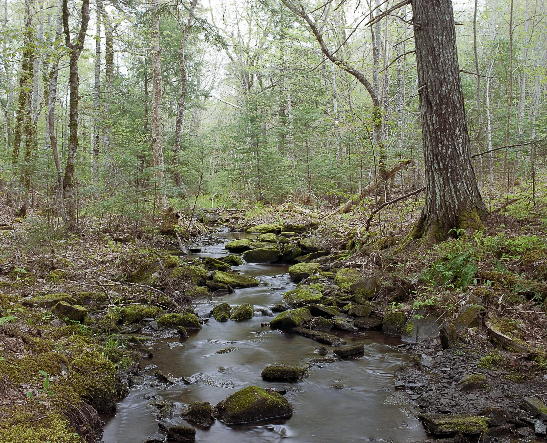 flood plaine refswl.jpg