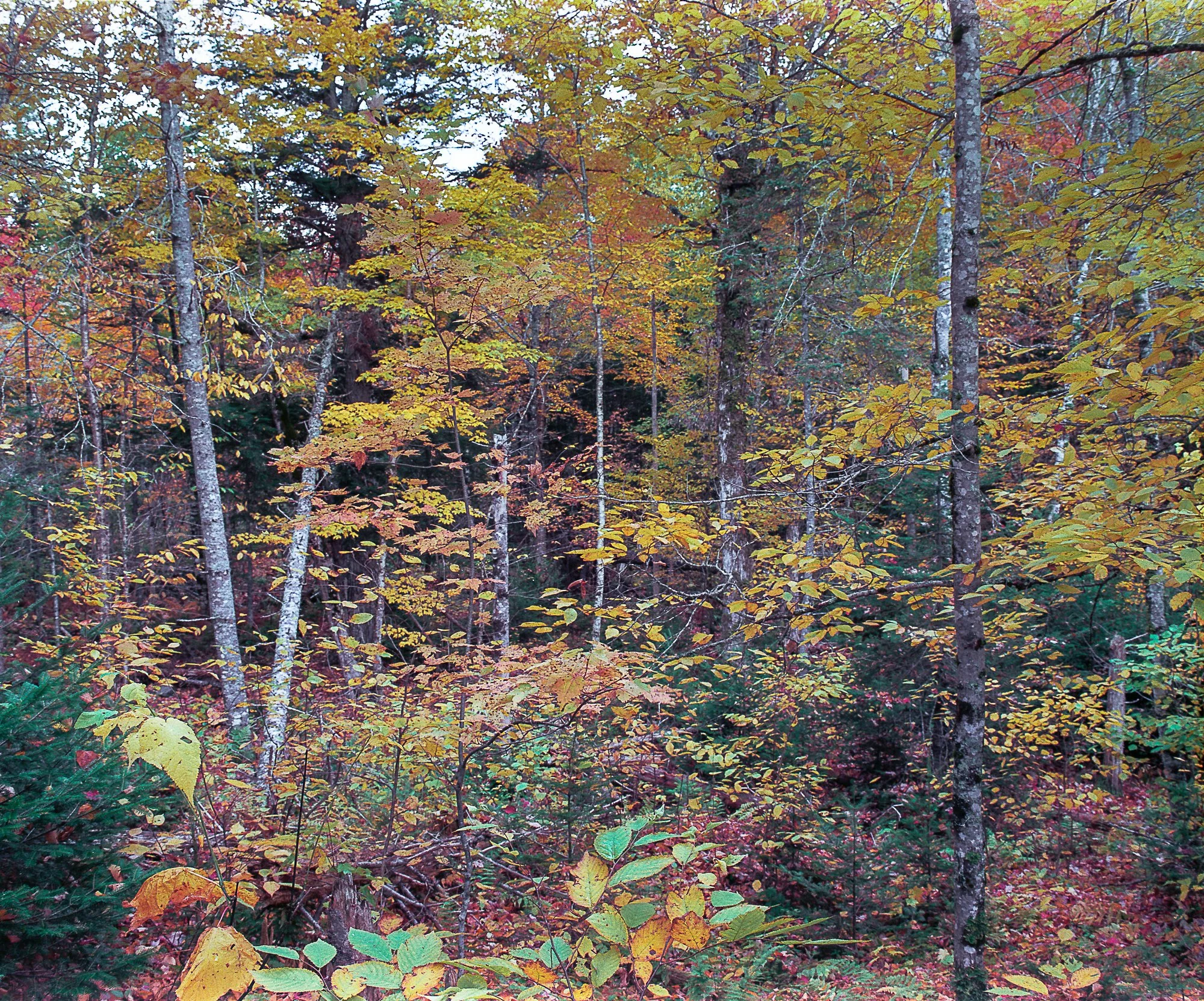 stream fall (1 of 1).jpg