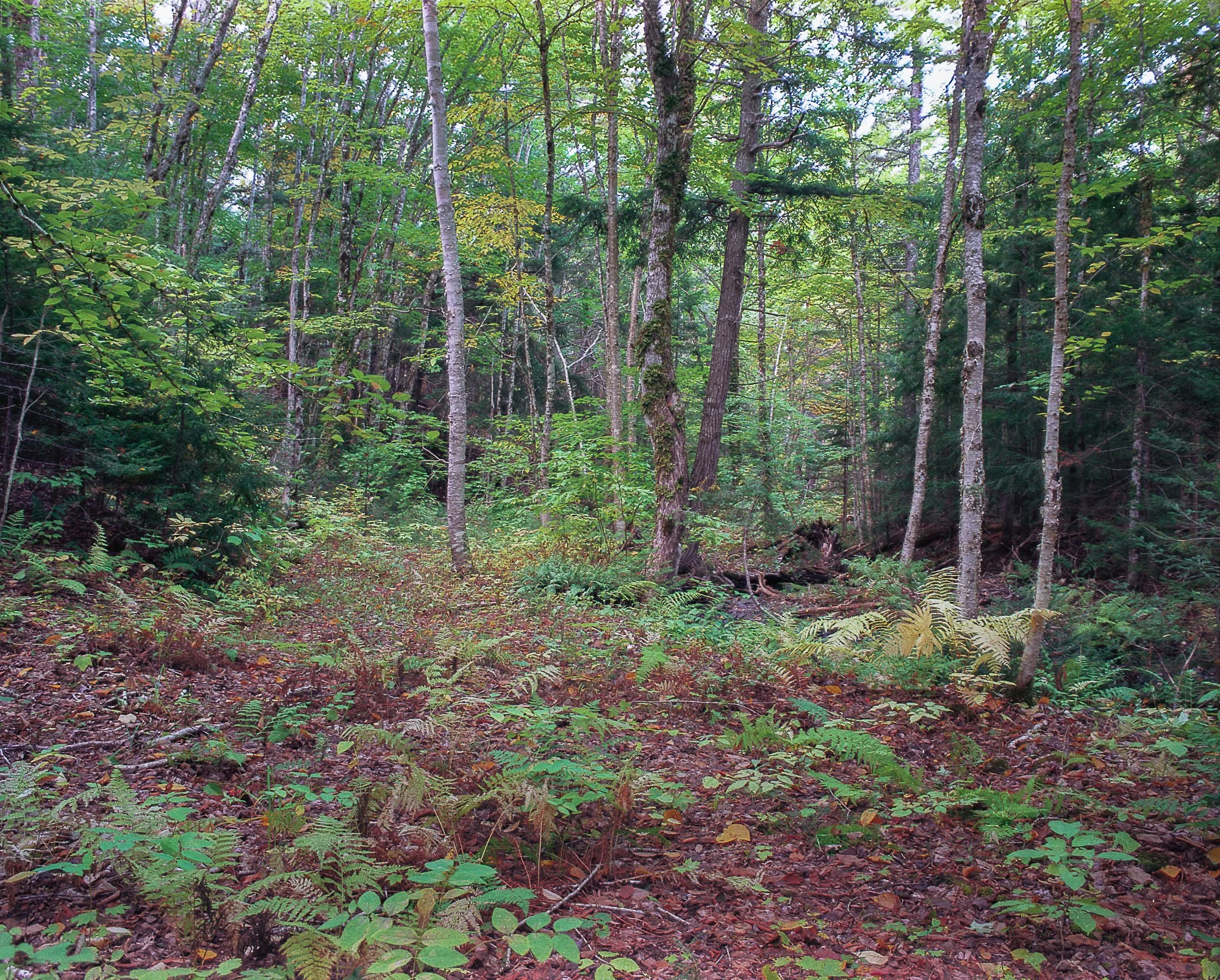 stream fall drought2 (1 of 1).jpg