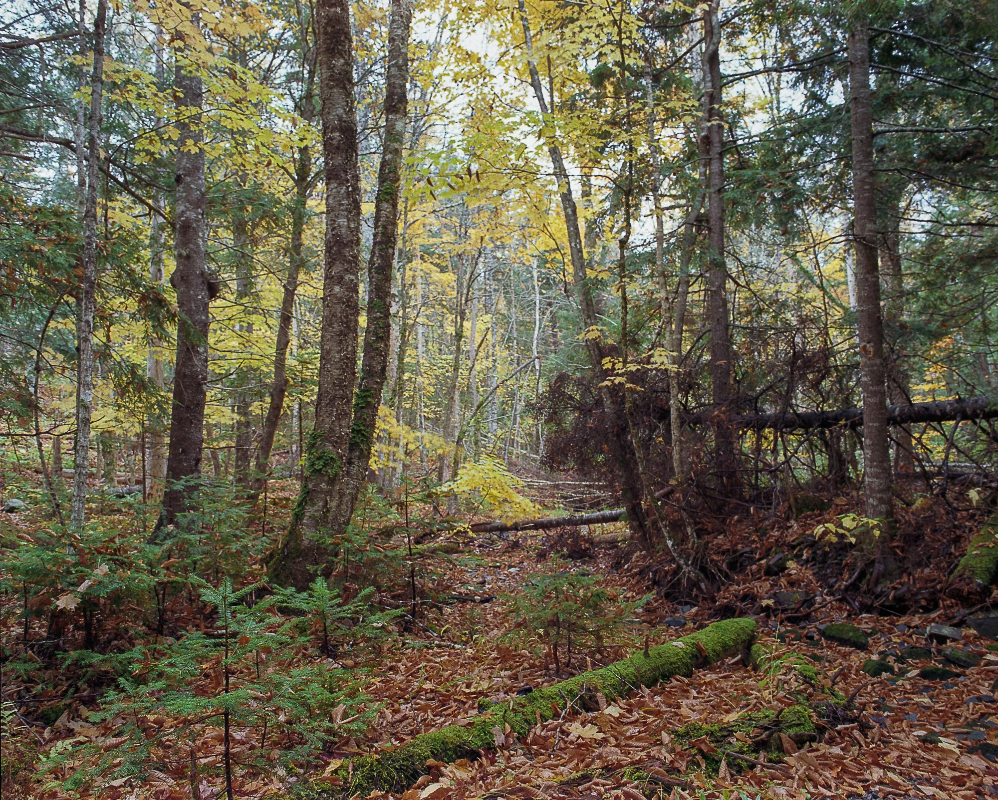 stream oct (1 of 1).jpg