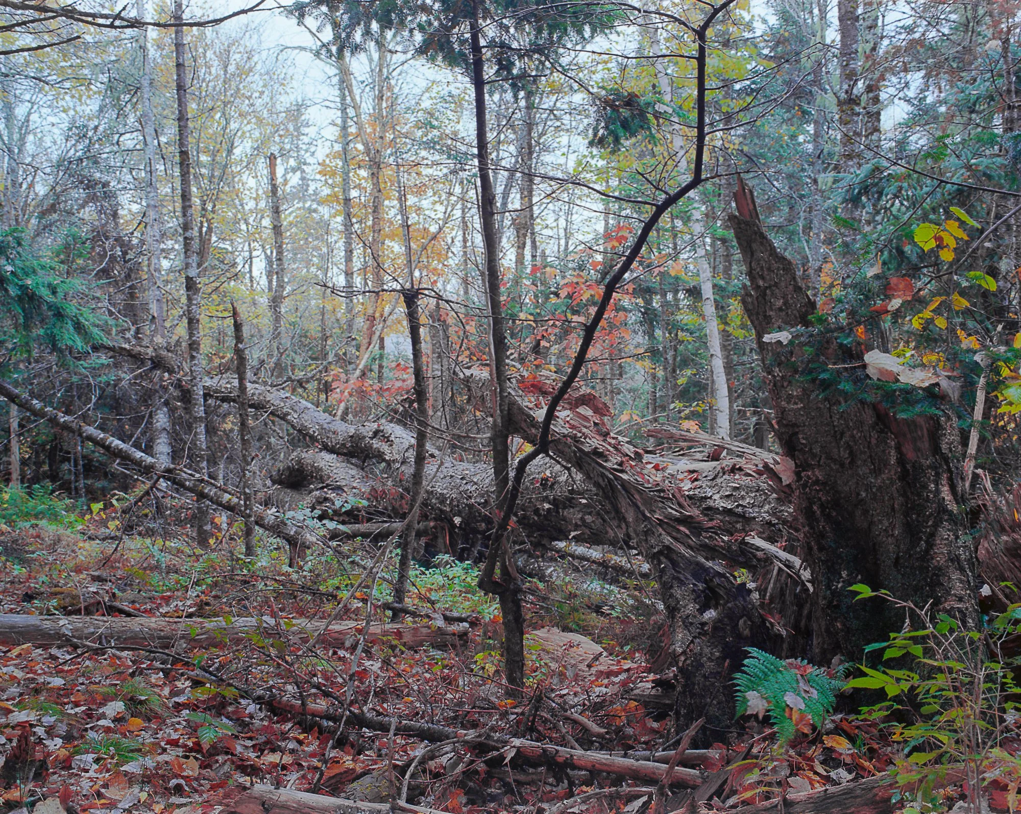 stream oct11 (1 of 1).jpg