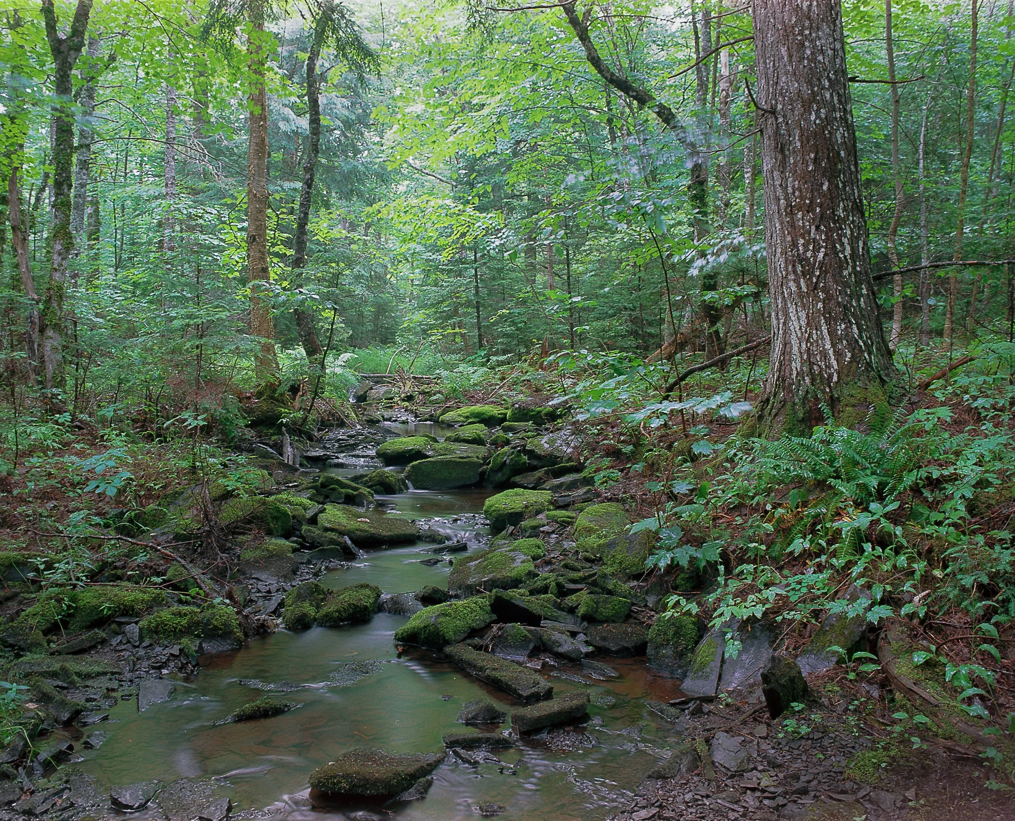 stream wet days (1 of 1).jpg