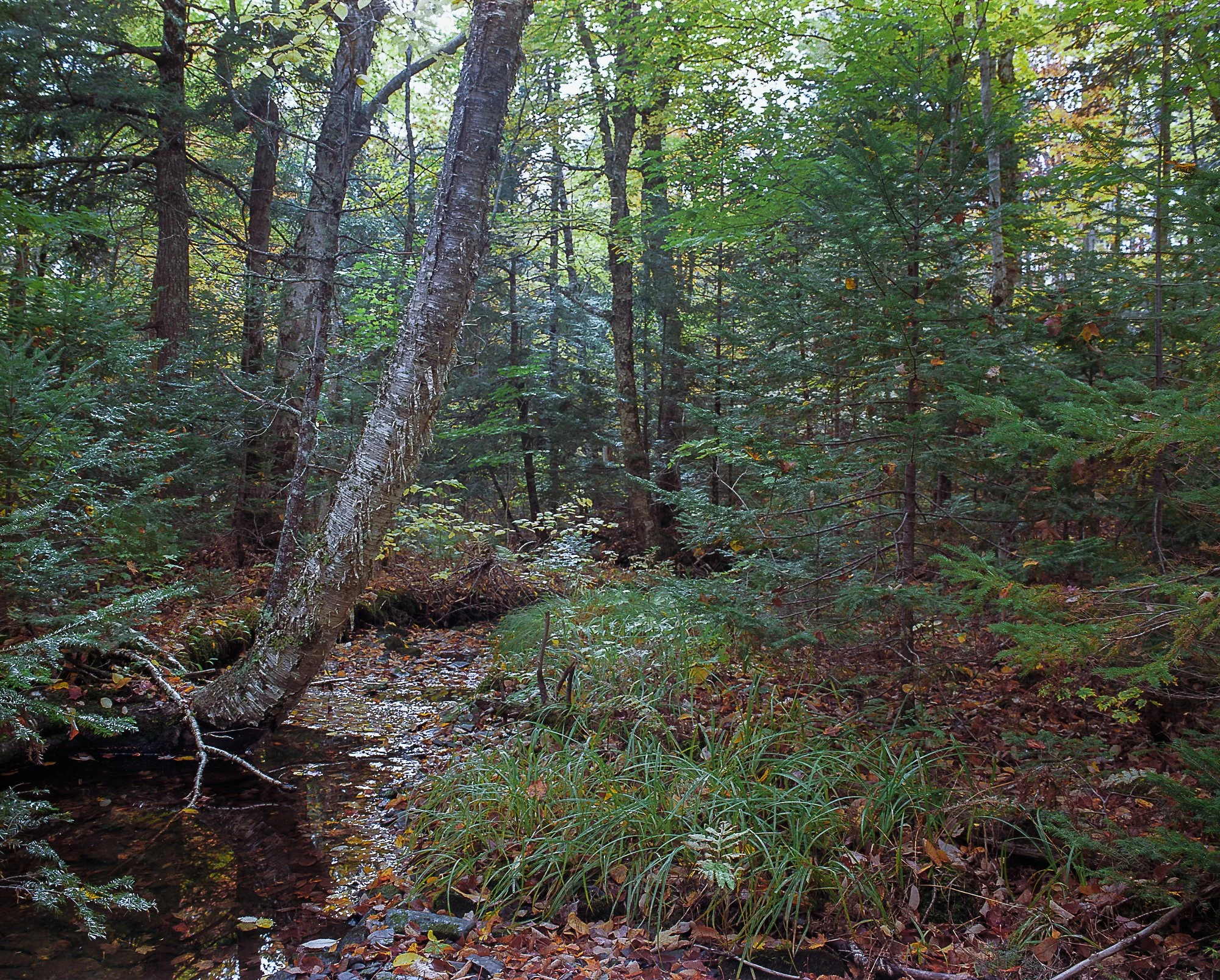 stream oct11z (1 of 1).jpg