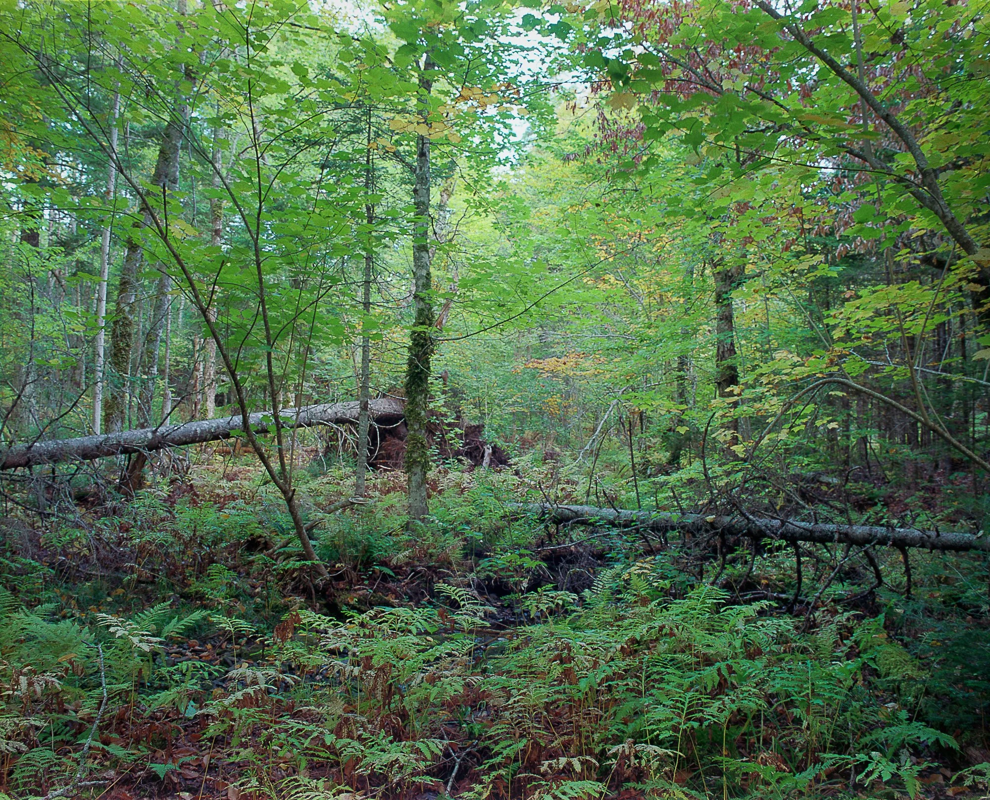stream september (1 of 1).jpg