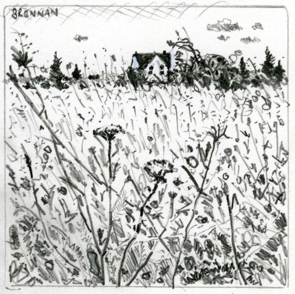 late summer field (1).jpg