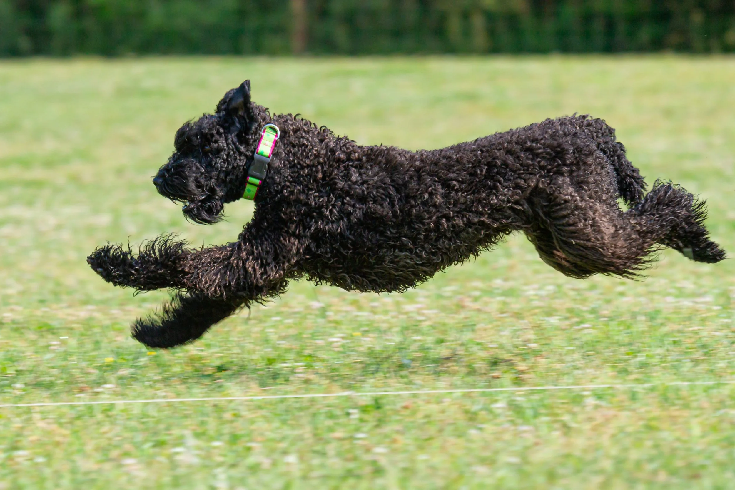 Coursing Ability Test