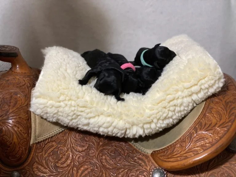 COME TAKE A WALK ON THE WILD SIDE!