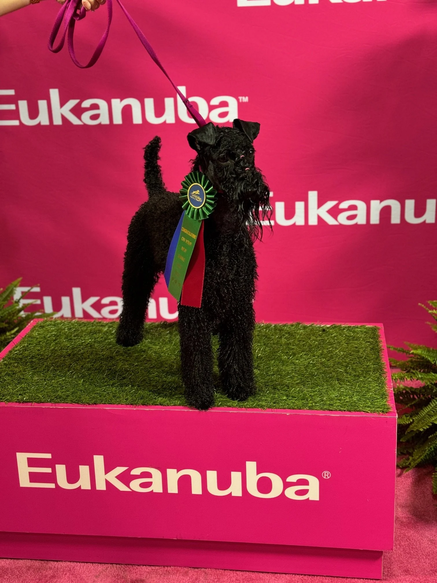 Earned her DS in dock diving at Royal Canin!