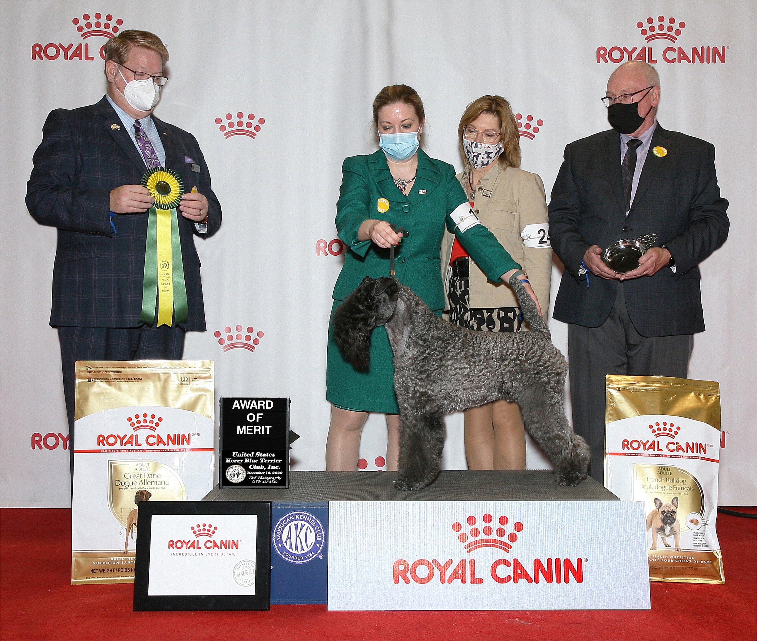 Paxon kerry cheap blue terriers