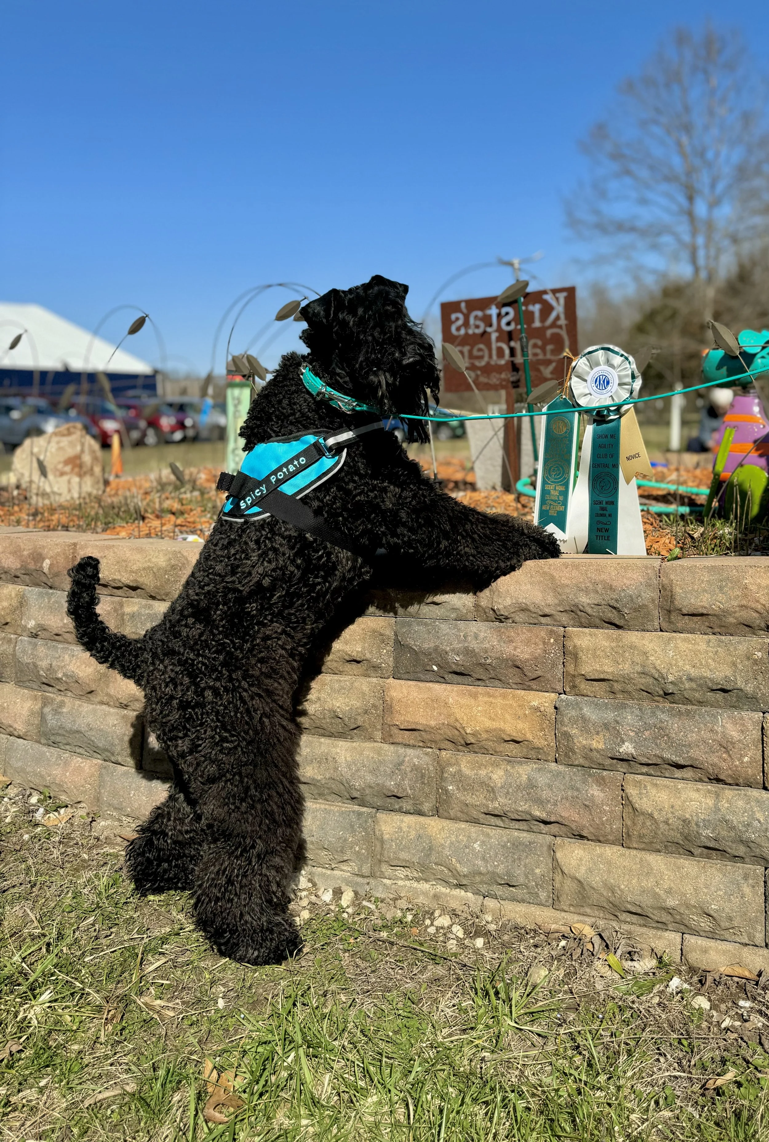 Earned her Scentwork Novice Title!