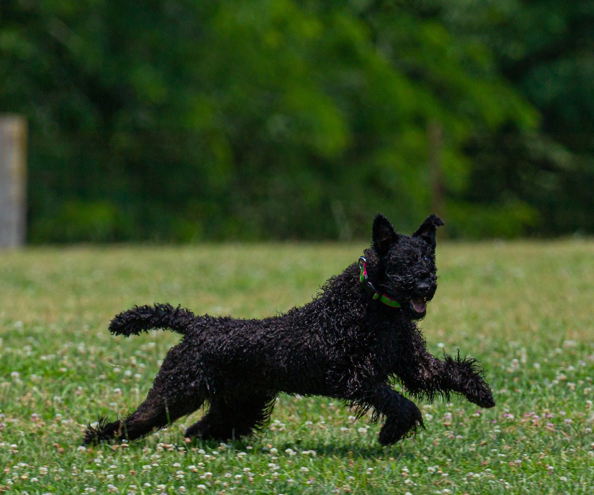 Coursing Ability Test