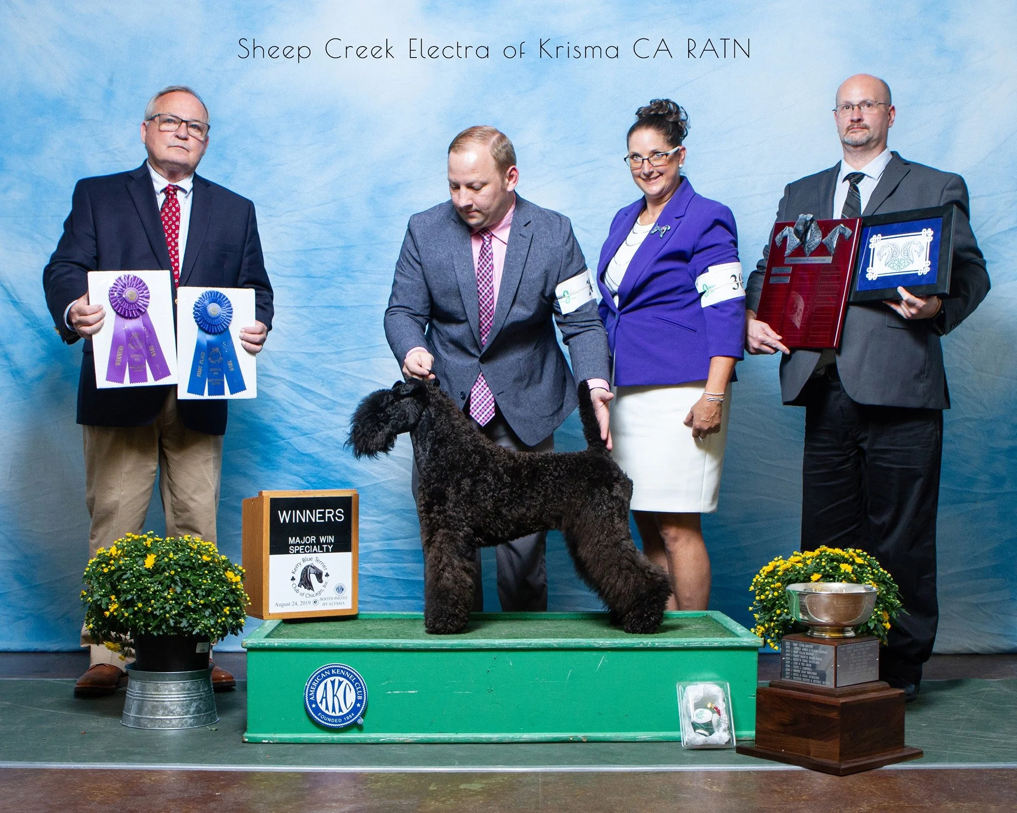 Electra won Winners Bitch at the KBT Chicago Specialty 2019