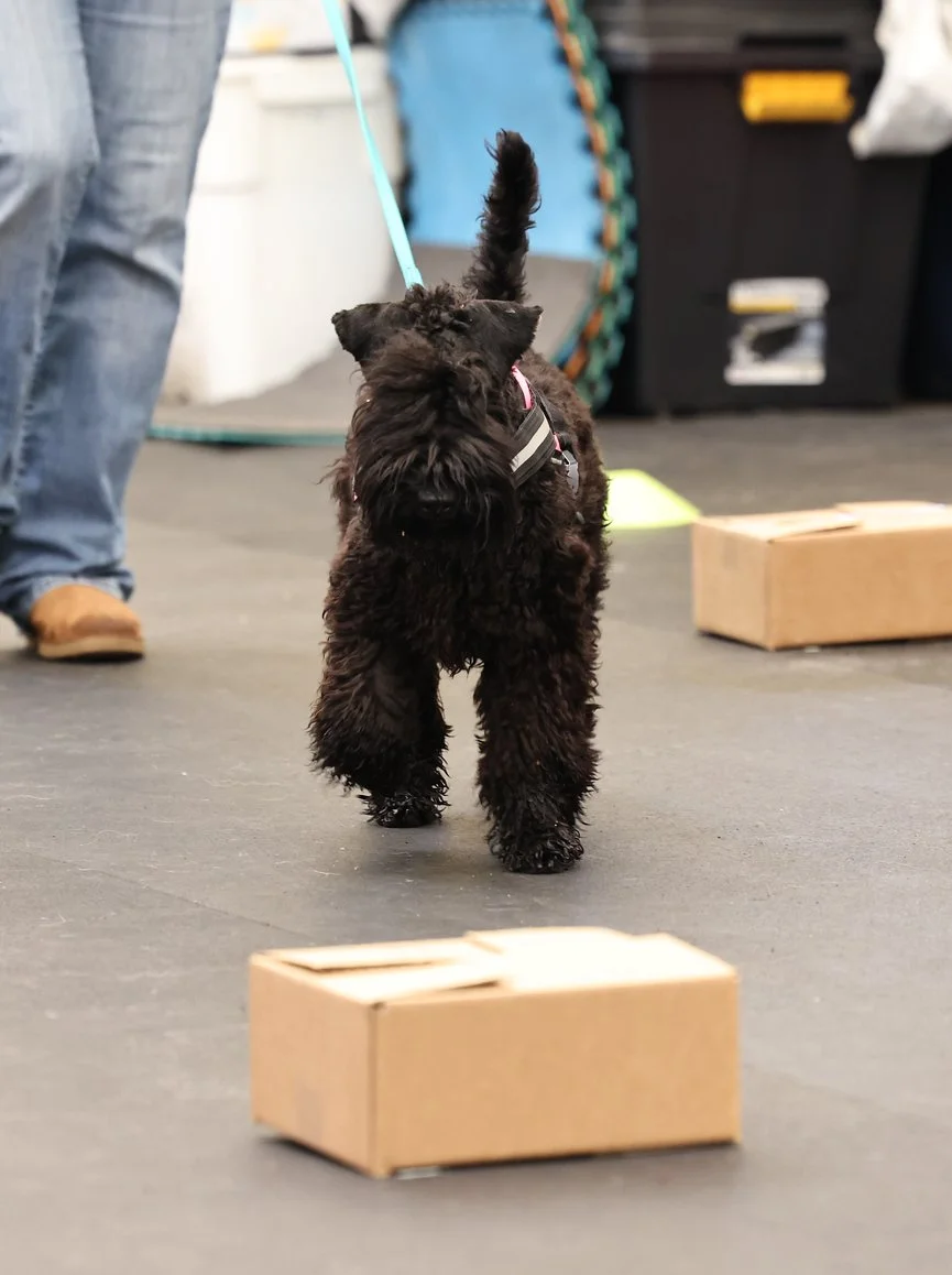 Her first scentwork trial, she Q'd!