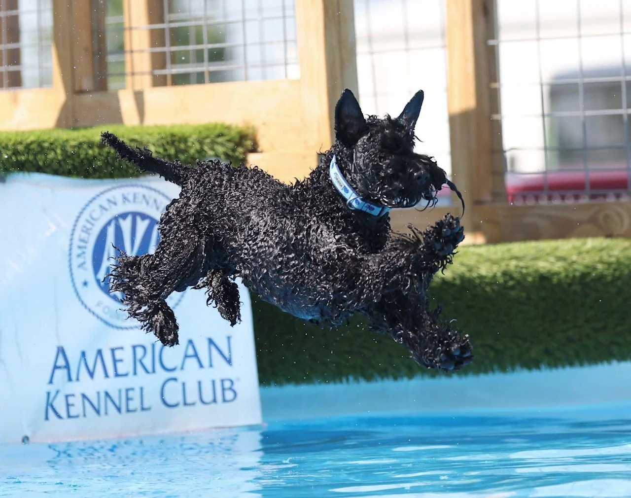 Ember loves to dock dive!