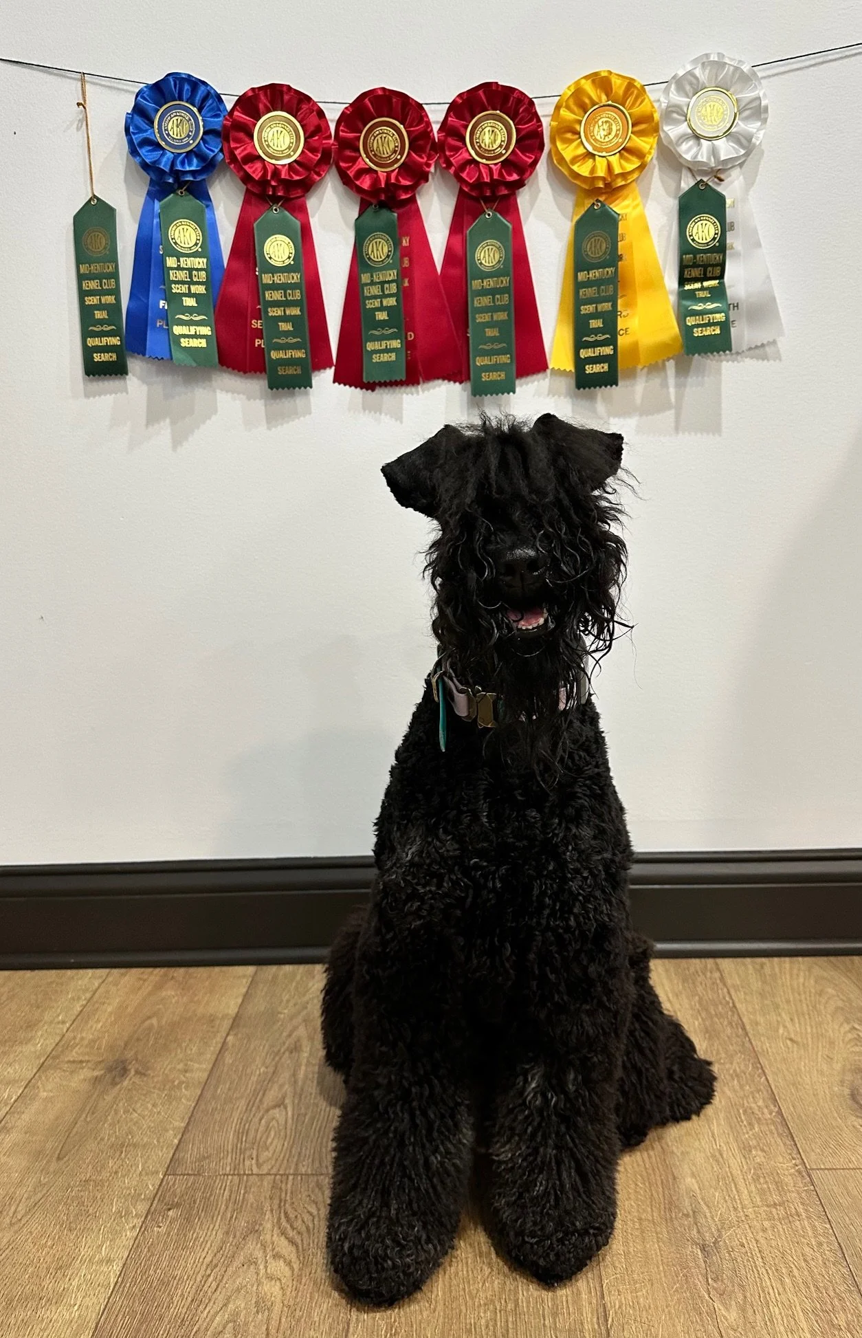 First Scentwork trial