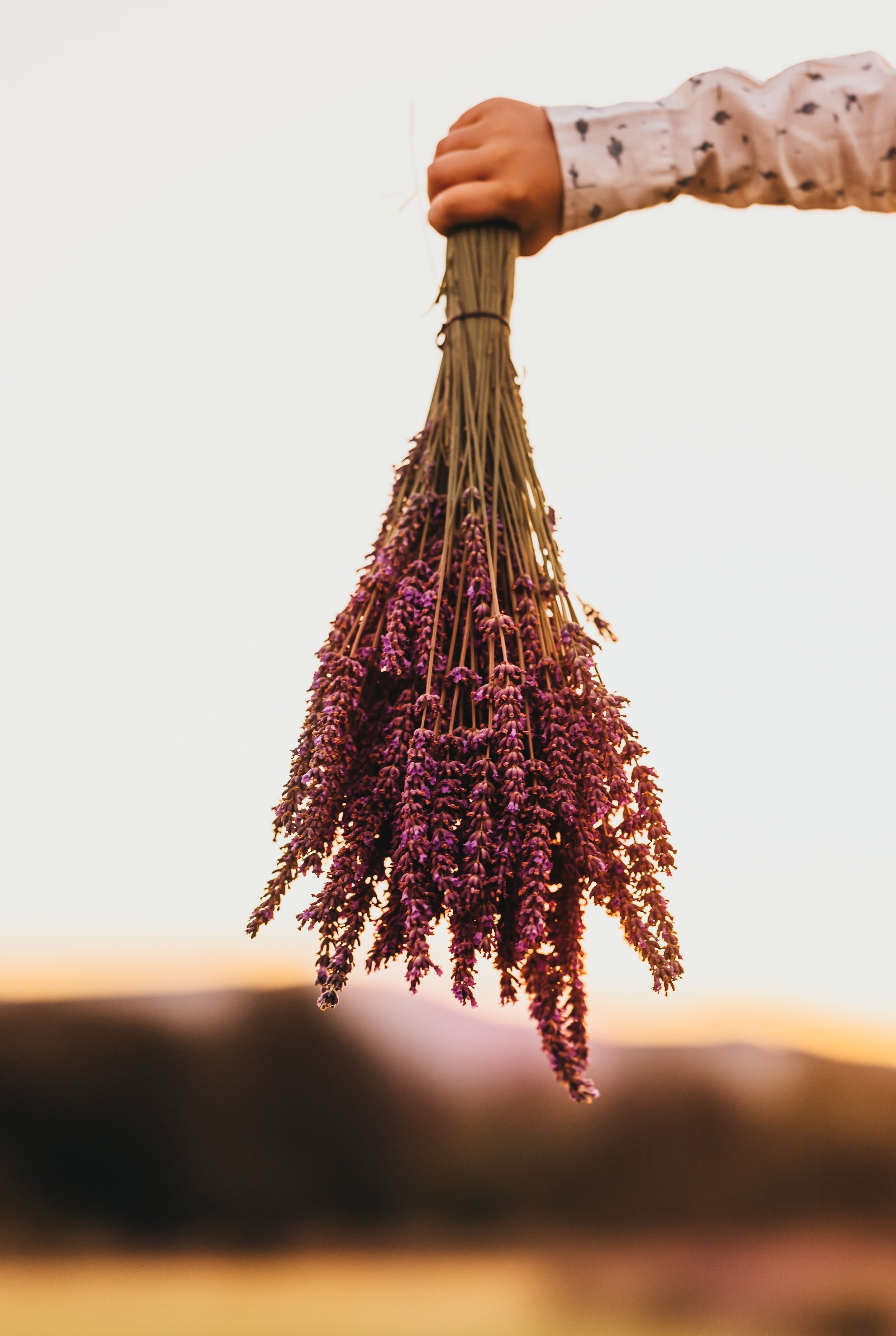 2023HopeRanchLavenderSEED-15.jpg