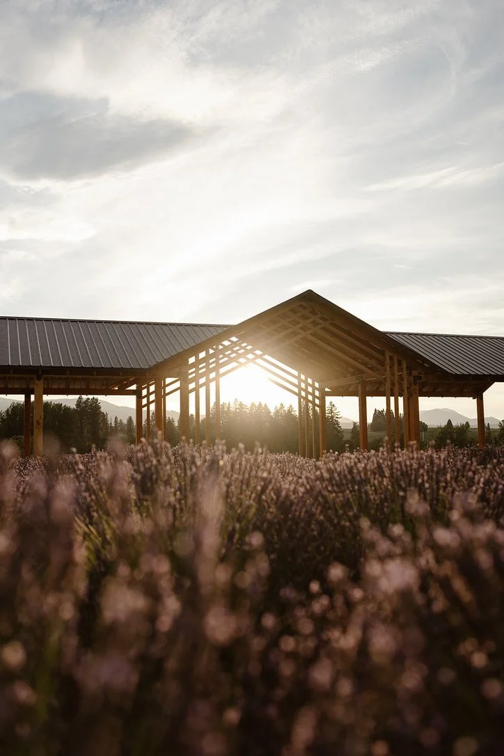 Sunset behind a wooden pavilion with a metal roof, surrounded by flowering Lavender plants and trees in the distance. Lavender field wedding, hood river, Oregon Hope Ranch Lavender wedding venue