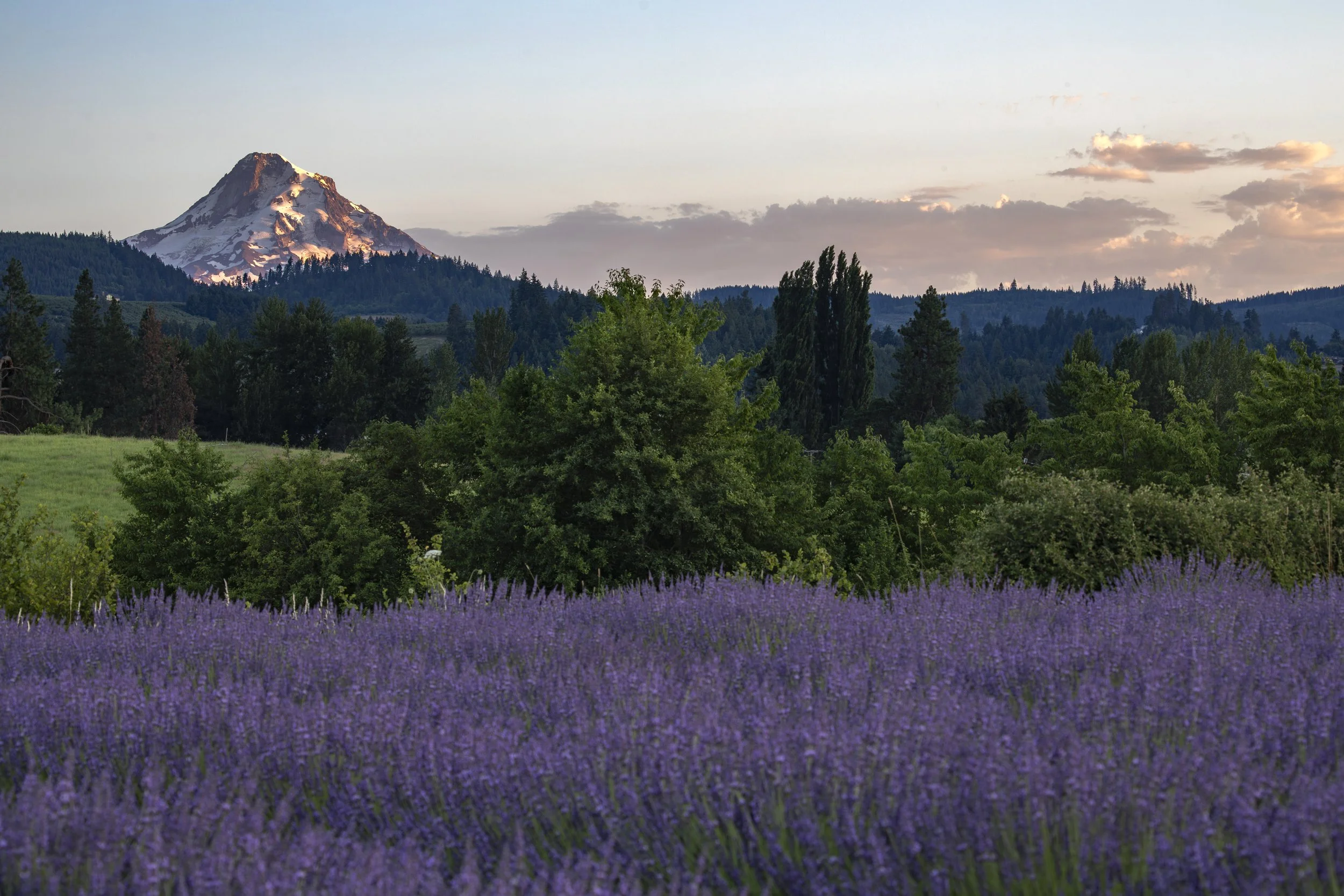 A landscape featuring a field of blooming lavender in the foreground, a mix of green trees in the middle ground, and a snow-capped Mount Hood under a partly cloudy sky in the background. Wedding venue Hood River, Hope Ranch Lavender