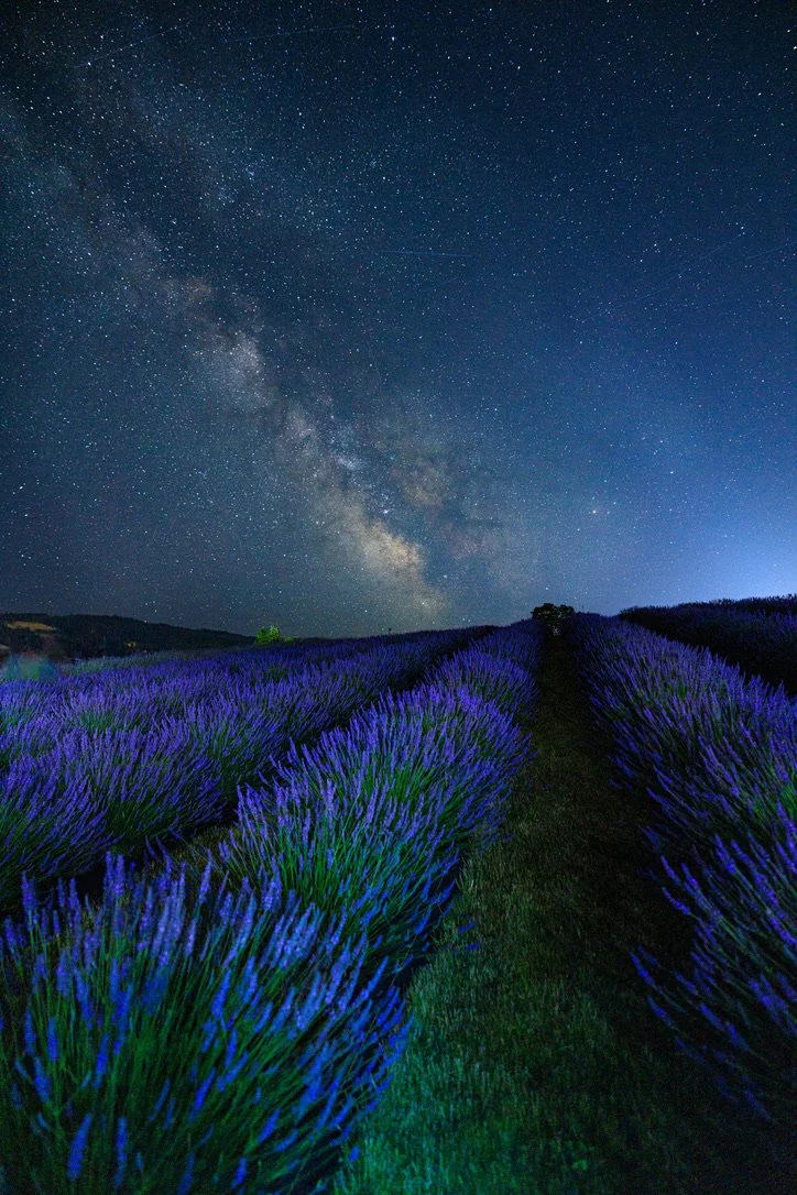 Night sky Photography, A field of blooming lavender under a night sky filled with stars and the Milky Way galaxy. Hope Ranch Lavender, Hood River, Oregon