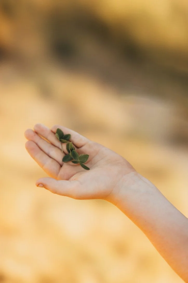 A hand holding a small sprig of green leaves outdoors during golden hour.