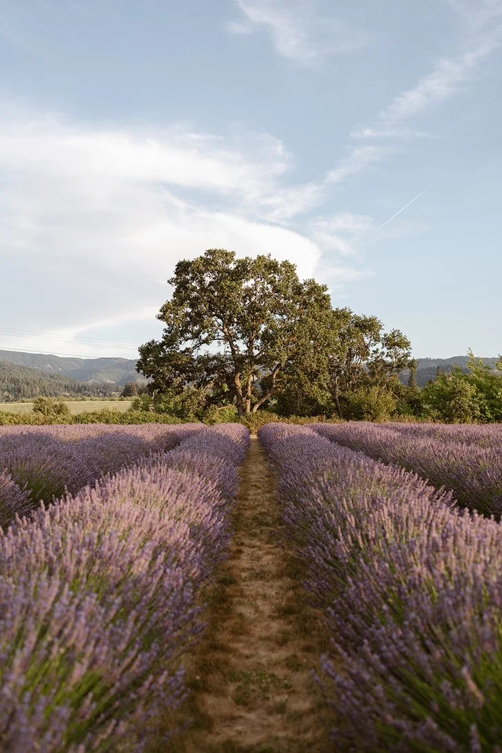 A dirt path running through a lavender field with a large tree in the background under a partly cloudy sky.  Lavender field in Hood River, Oregon.  Hope Ranch Lavender