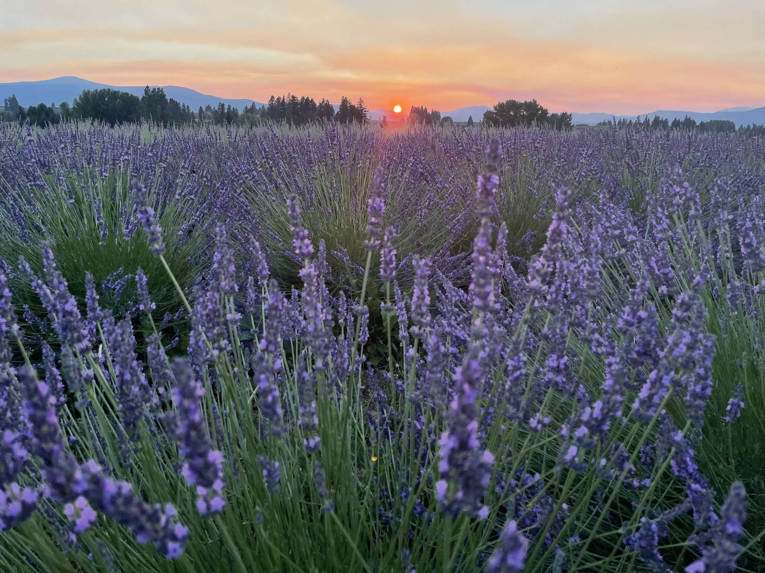 Hope Ranch Lavender