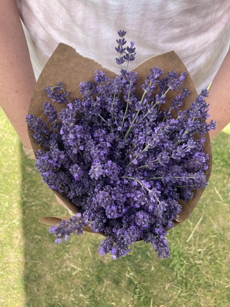 Person holding a bouquet of purple lavender flowers wrapped in brown paper you cut, U-Cut, You pick, U-Pick.  Hope Ranch Lavender, Hood River, Or