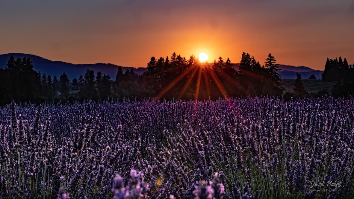 Sunset over a purple lavender field with mountains and trees in the background. Hope Ranch Lavender, Hood River