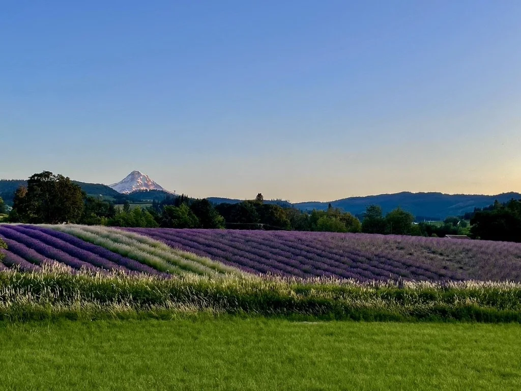 Hope Ranch Lavender fields in bloom with a snow-capped Mount Hood in the distance under a clear blue sky. Wedding venue Hood River, Oregon