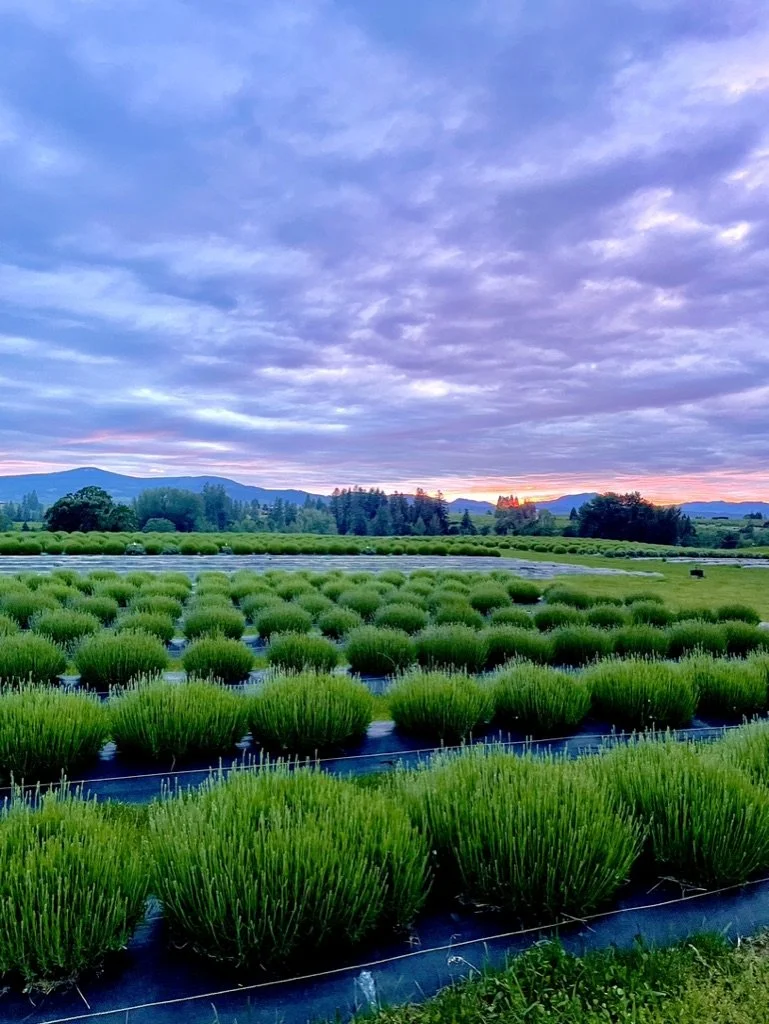 A vast lavender field with rows of green lavender plants under a partly cloudy sky at sunset.