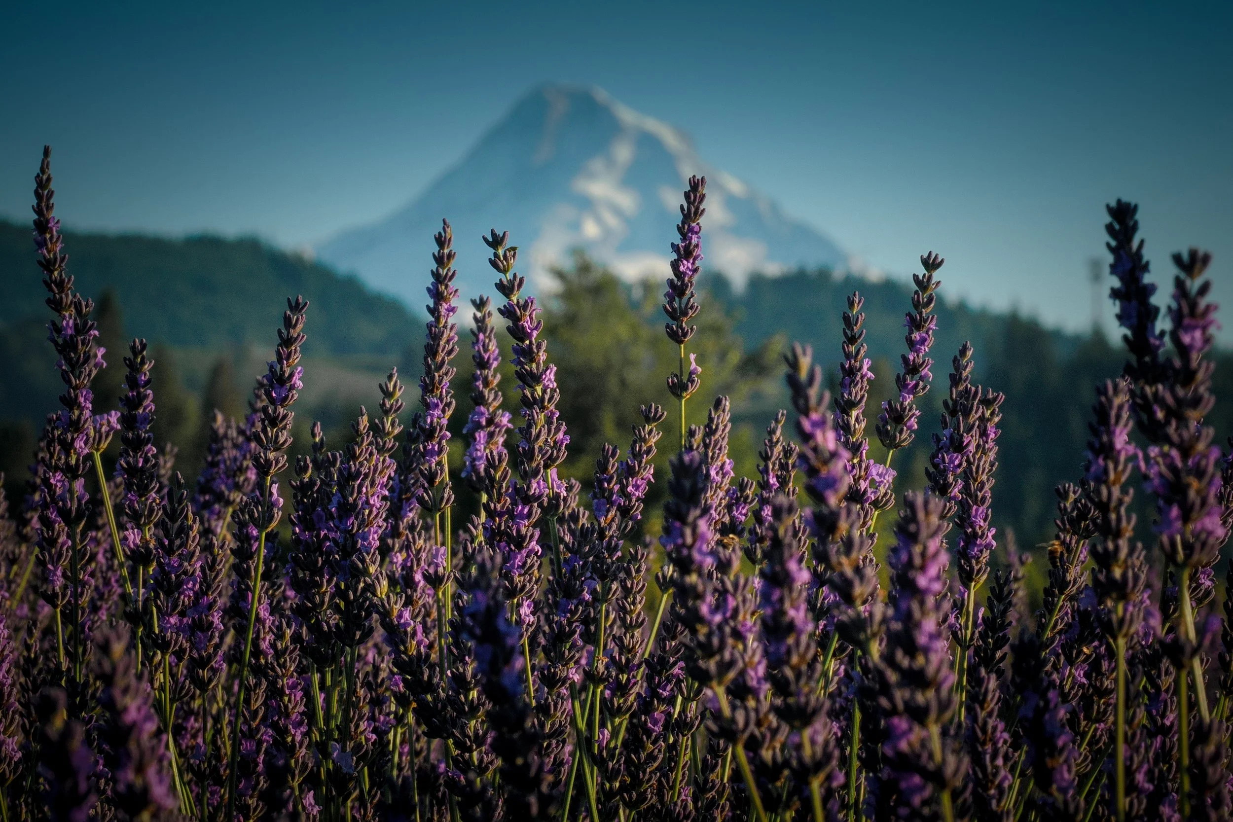 Lavender field with a Mt. Hood in the background, hood river Oregon, Hope Ranch Lavender