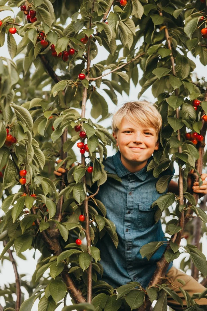 A young boy with blonde hair smiling, standing among green leafy cherry tree branches with ripe red cherries.
