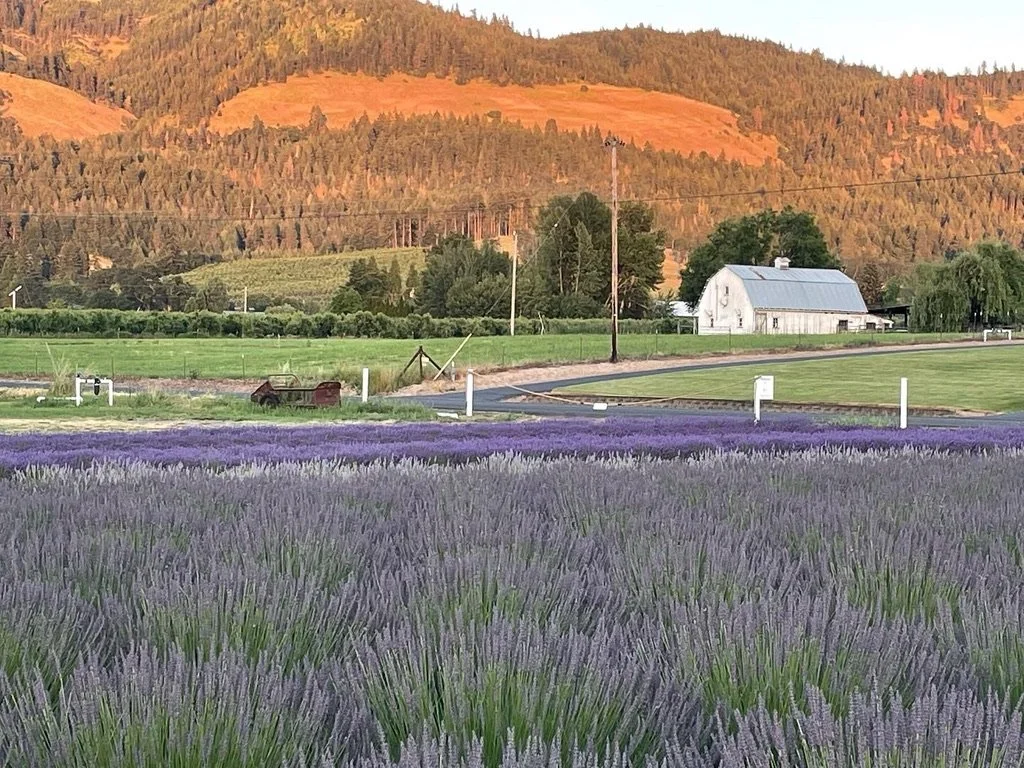 Lavender fields in the foreground with a white barn, a green lawn, trees, and rolling hills with forest in the background during sunset.