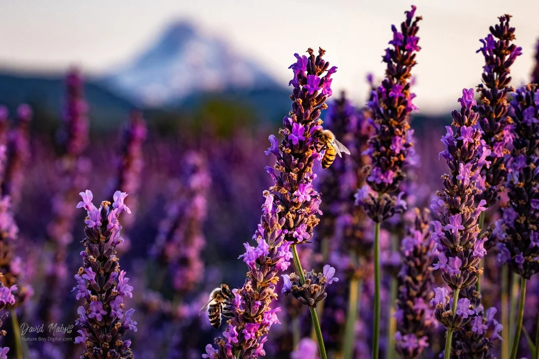 Lavender field Mt. Hood, weddings and events