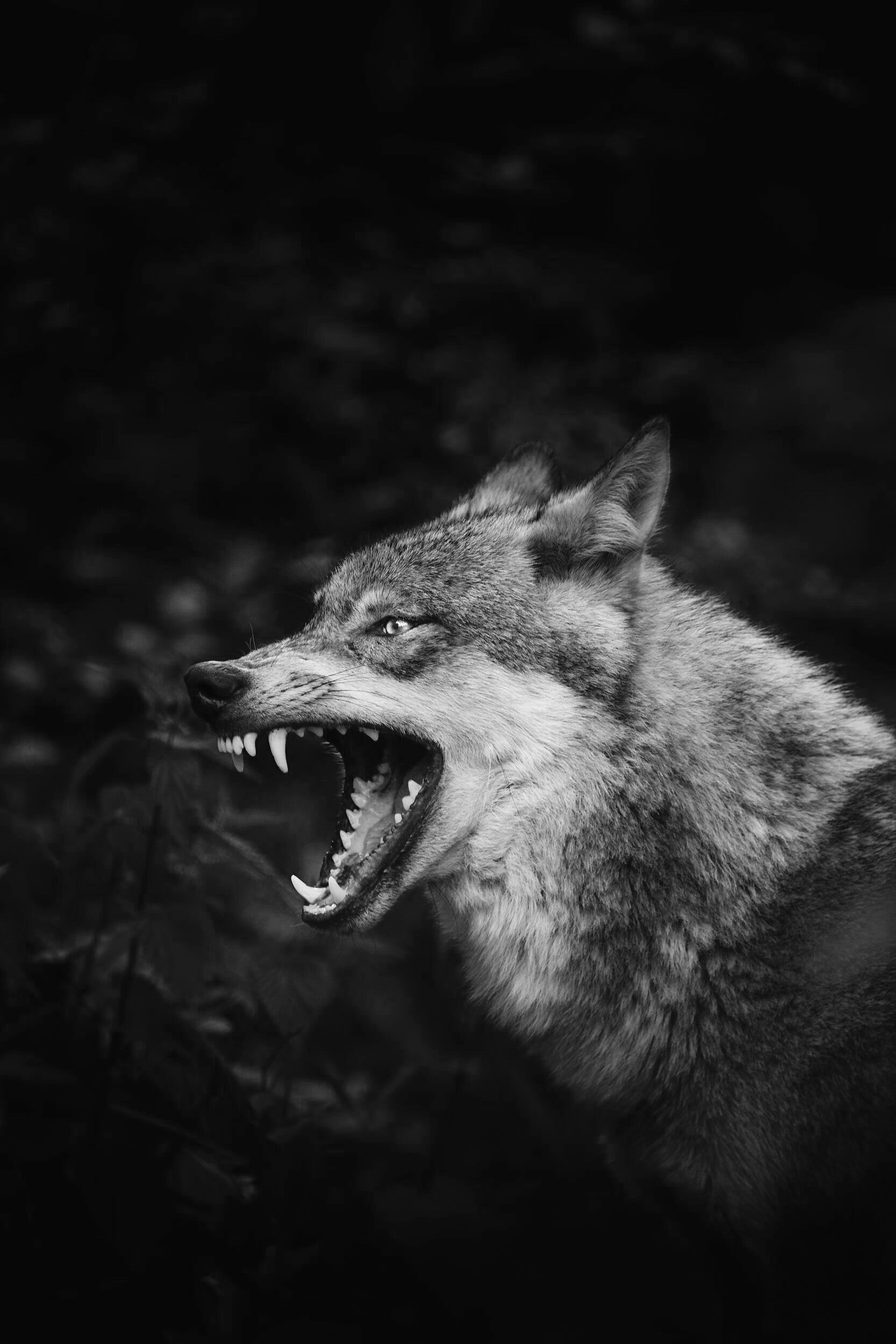 Aggressiveness Does NOT Equal Assertiveness (... and Why We Do What We Do)