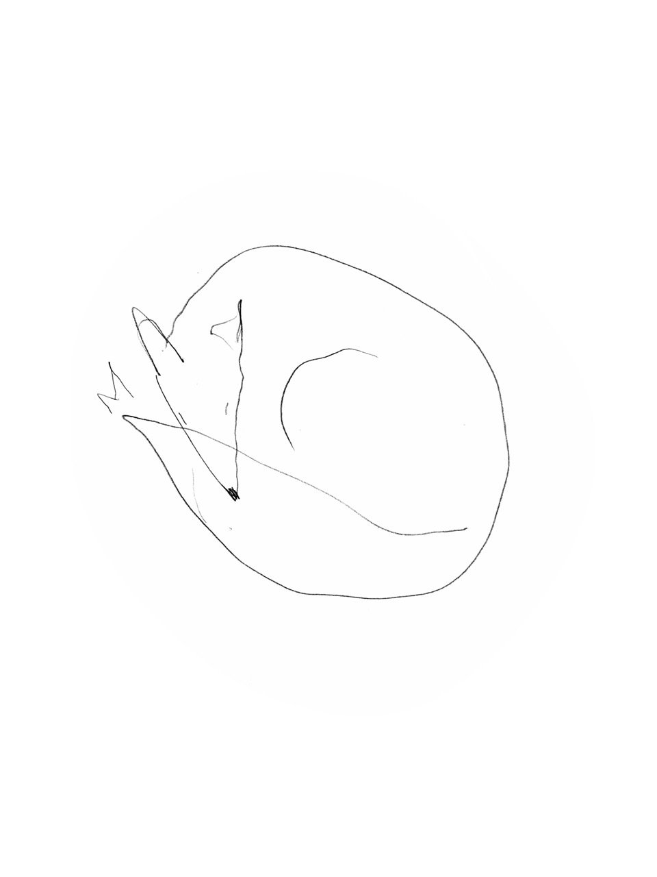 A simple, abstract line drawing of a sleeping animal, possibly a fox or a similar creature, curled up with its head resting on its body.