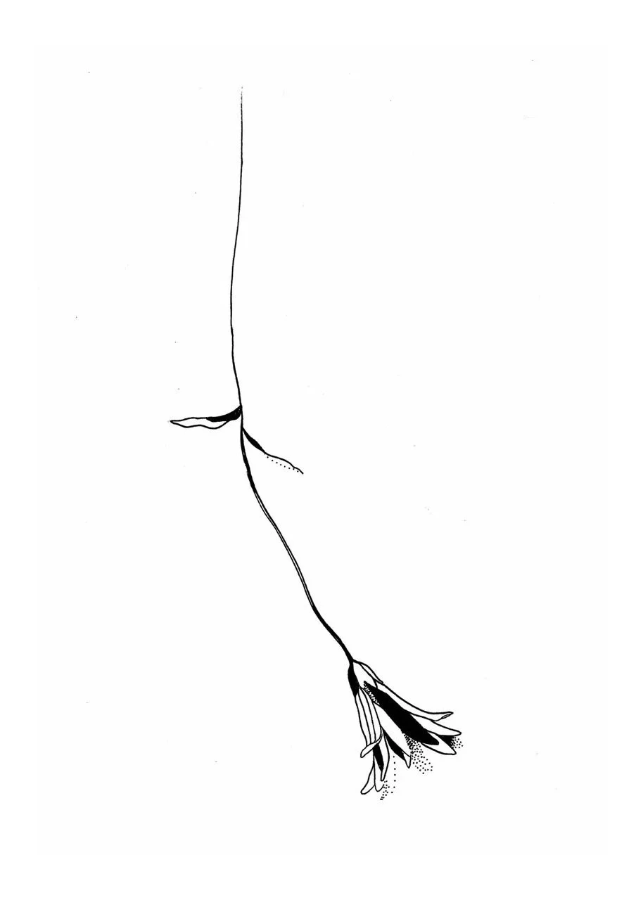 Minimalist black and white line drawing of a flower with detailed petals.