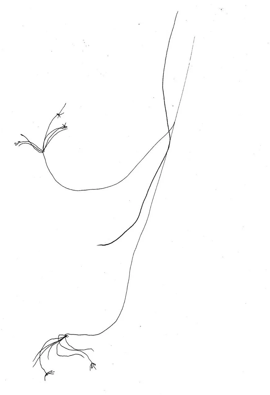 Line drawing of wilted flower stem.