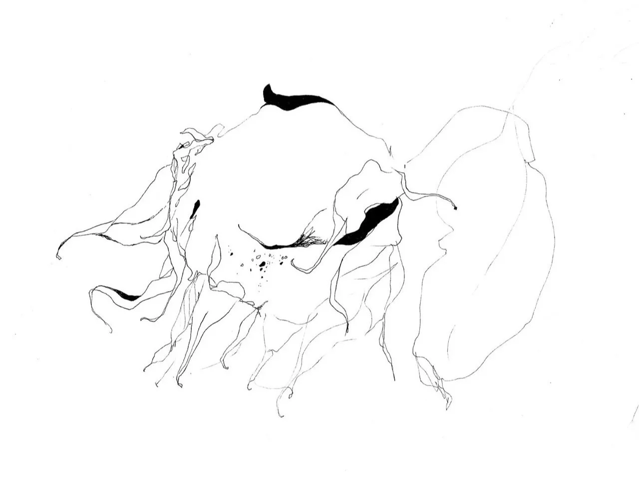 Line drawing of a sunflower on a white background.