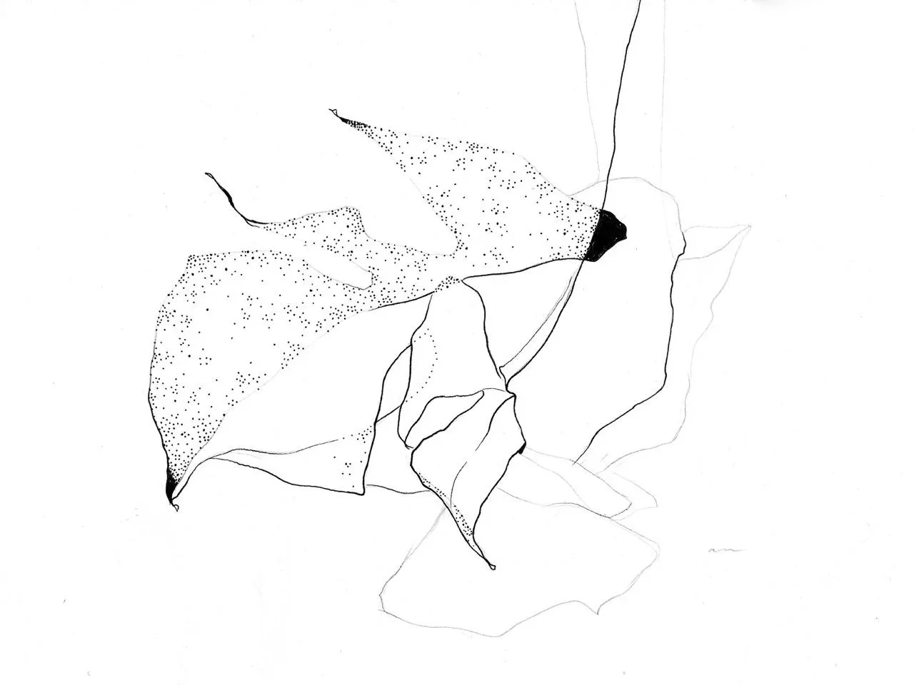 Line drawing of monstera leafs with detailed  dotted shading, on a plain white background.