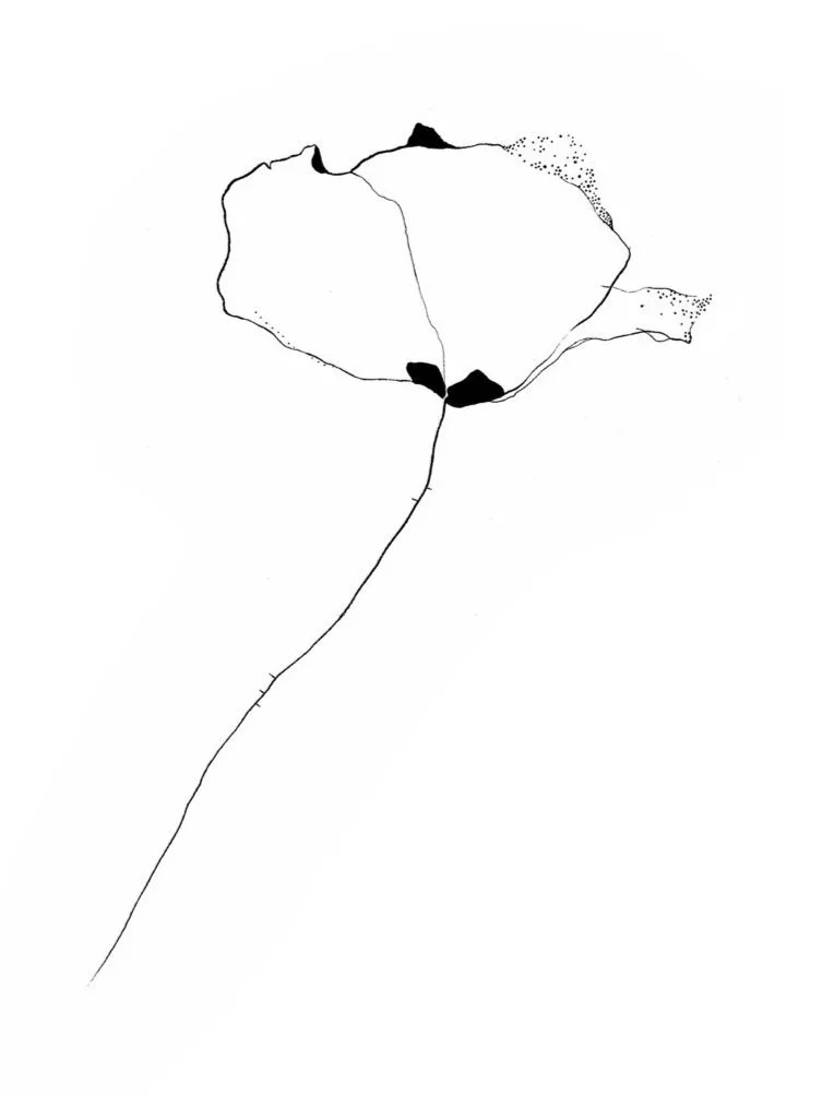 au_poppy03.jpg