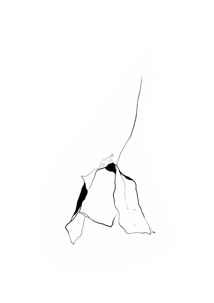 Minimalist black and white abstract line drawing of  poppy flower petal