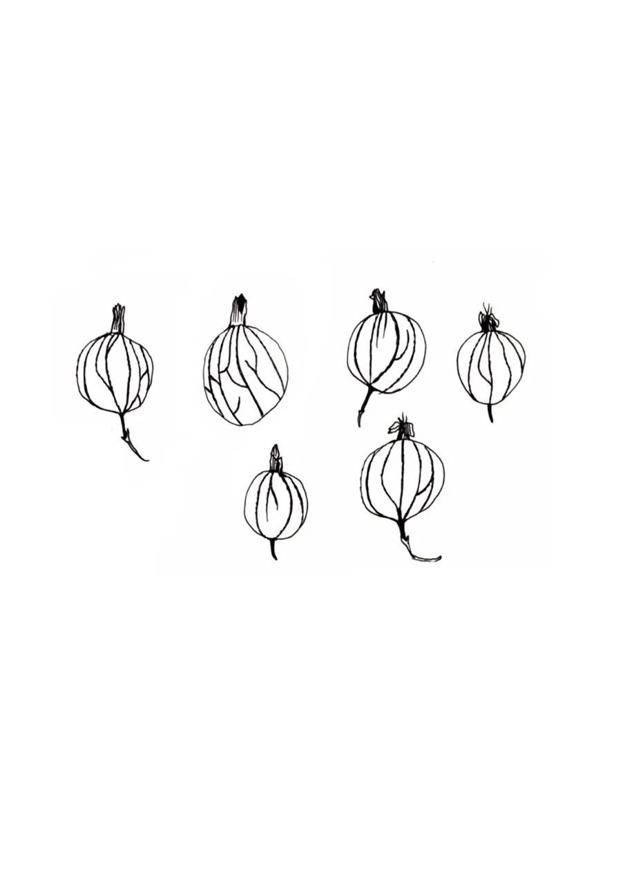Black and white sketch of seven abstract gooseberries with curved lines and pointed tops, floating on a white background.