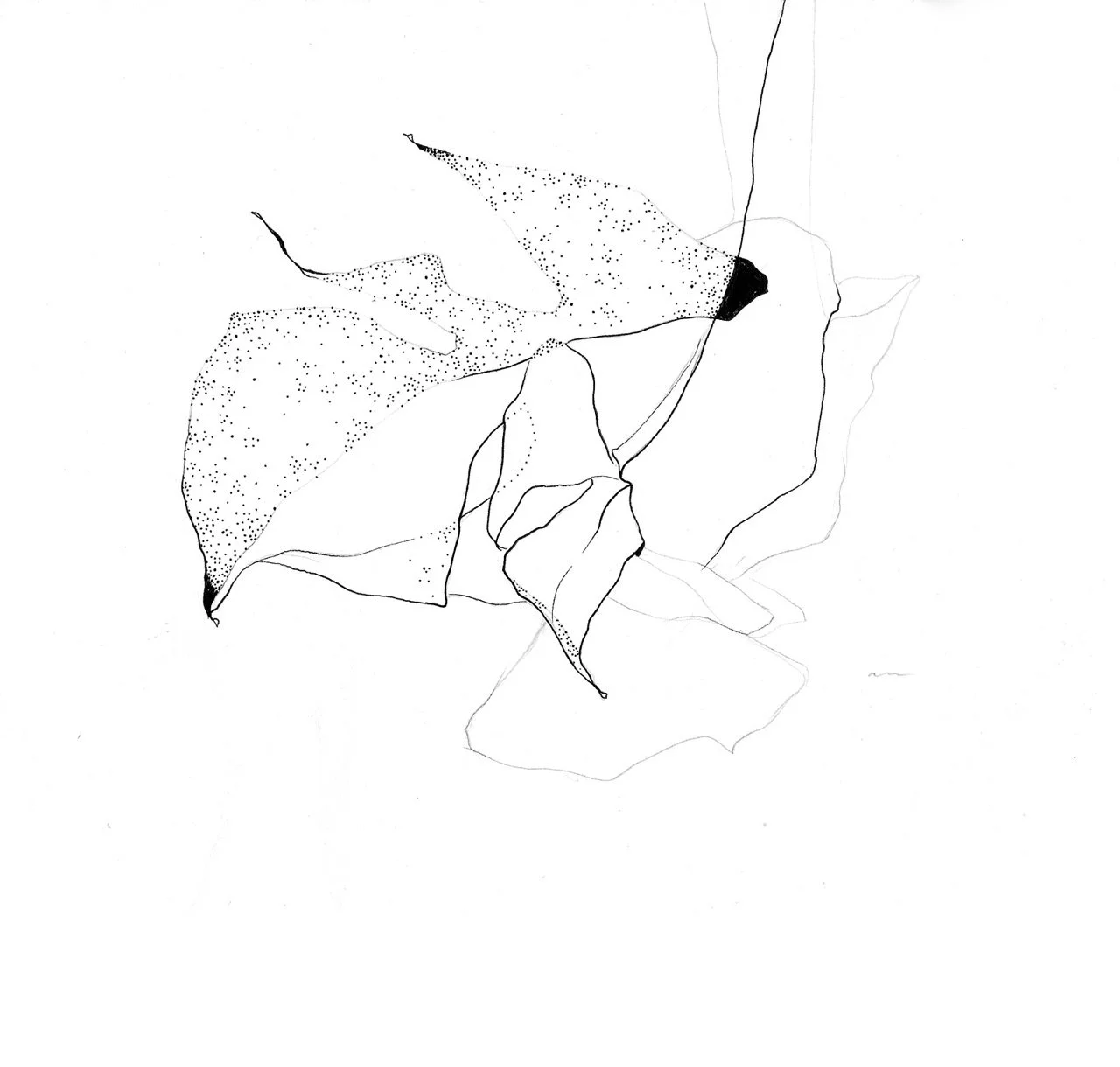 A minimalist line drawing of monstera.