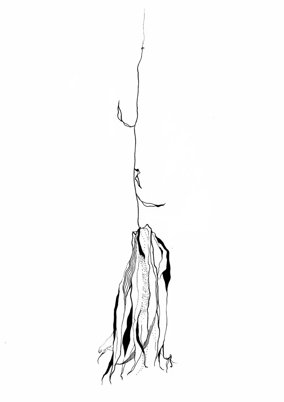 A minimalistic black and white illustration of a dried cactus flower.