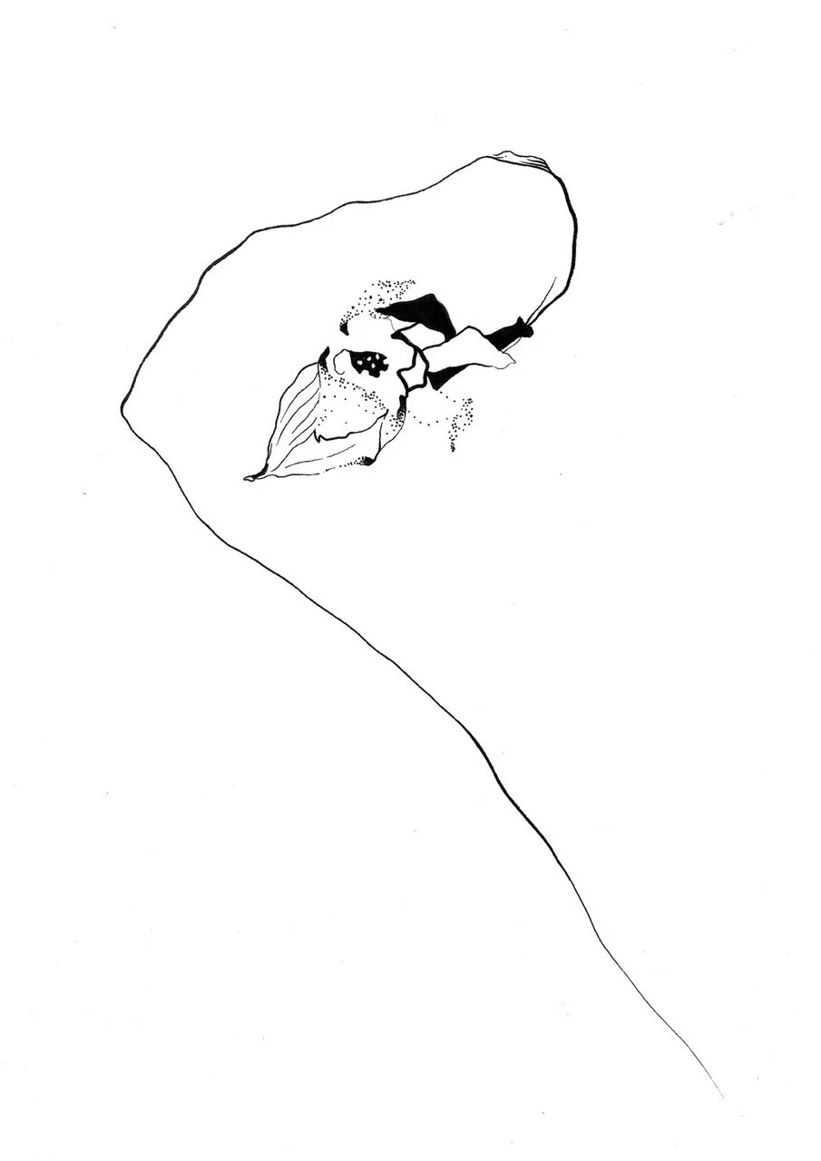 Minimalist black and white daffodill illustration.