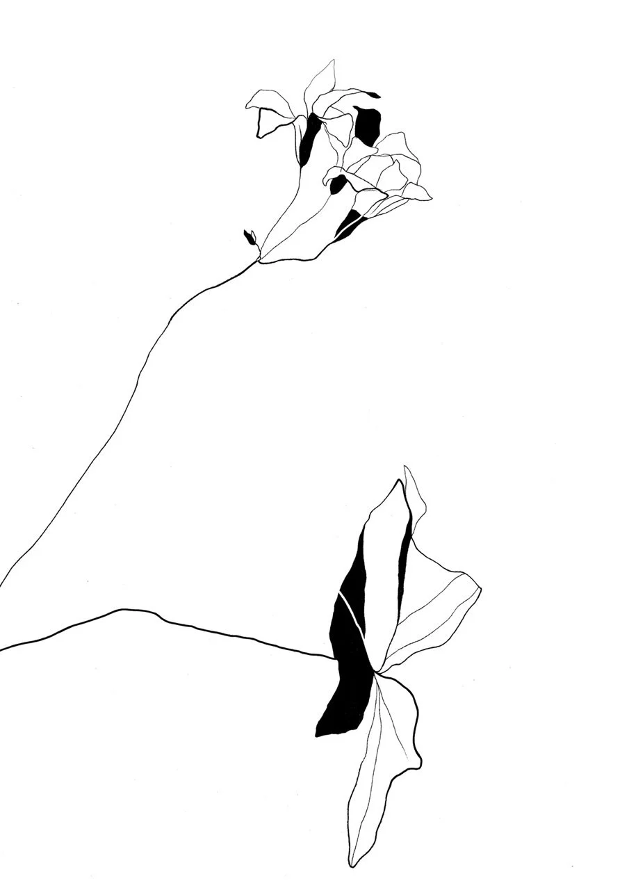 A minimalistic line drawing of a flowers, one at the top and one at the bottom, with black colored sections on the petals.
